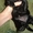 Лабрадор-ретривер щенки - Изображение #3, Объявление #1018891