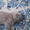 котята ,британские - Изображение #3, Объявление #1437583