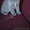 котята ,британские - Изображение #4, Объявление #1437583
