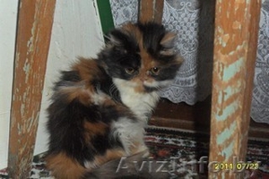 Персидские и британские котята от чистокровных родителей. - Изображение #1, Объявление #345350