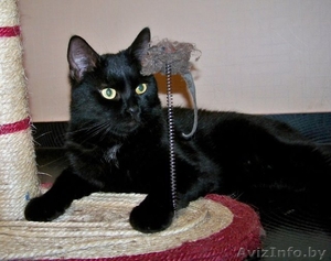 Леопольд - добродушный кот ищет дом!!! 