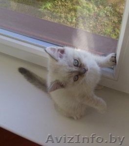 Милые британские котята - Изображение #1, Объявление #496552