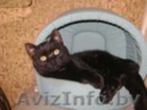 Котик Шахтер ищет хозяев!!! - Изображение #3, Объявление #523283