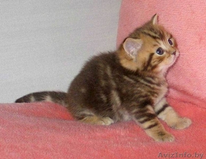 Шотландские плюшевые малыши