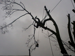 Спилить безопасно аварийное дерево,  больших по диаметру и высоте.