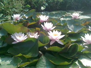 Водная лилия -нимфея