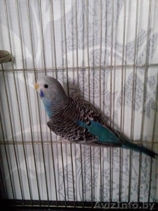 Продам волнистых попугайчиков голубого окраса - Изображение #1, Объявление #1244768