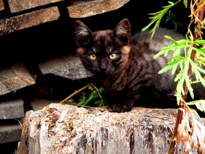 Котята ищут постоянный дом и любящих хозяев - Изображение #4, Объявление #1290122