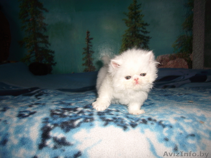 ЧУДЕСНЫЕ ПЕРСИДСКИЕ КОТЯТА - Изображение #4, Объявление #47177