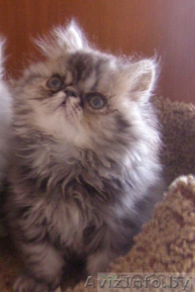 ЧУДЕСНЫЕ ПЕРСИДСКИЕ КОТЯТА - Изображение #5, Объявление #47177