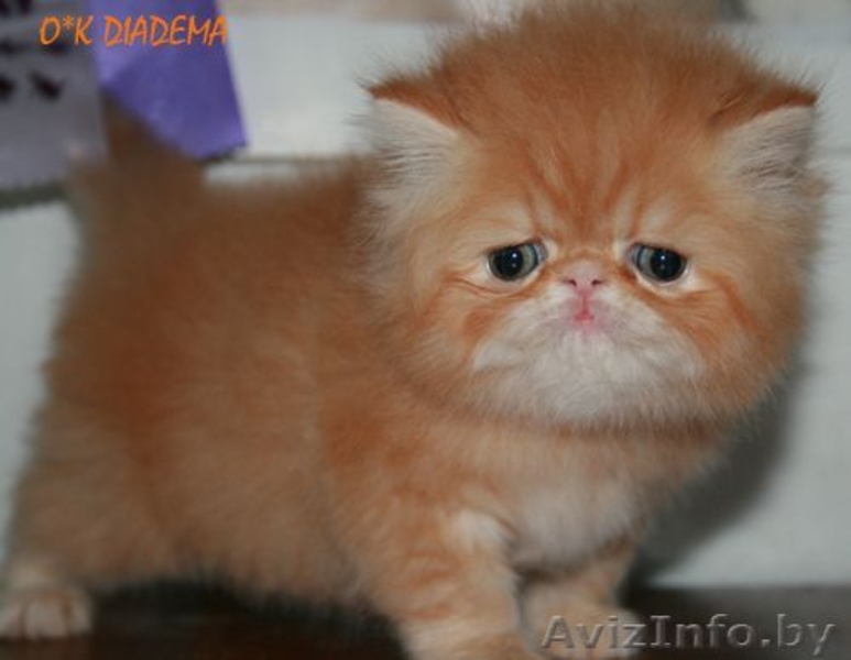 ЧУДЕСНЫЕ ПЕРСИДСКИЕ КОТЯТА - Изображение #2, Объявление #47177