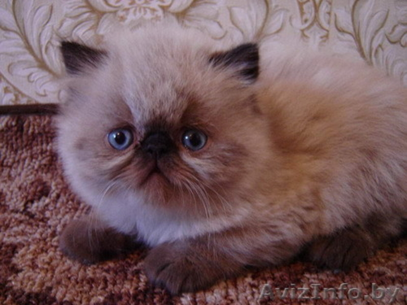 ЧУДЕСНЫЕ ПЕРСИДСКИЕ КОТЯТА - Изображение #1, Объявление #47177