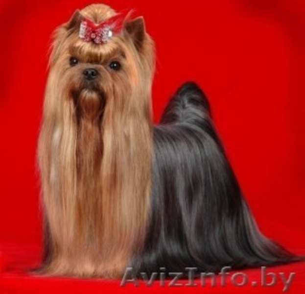 Готовятся к продаже щенки йоркширского терьера - Изображение #3, Объявление #59804