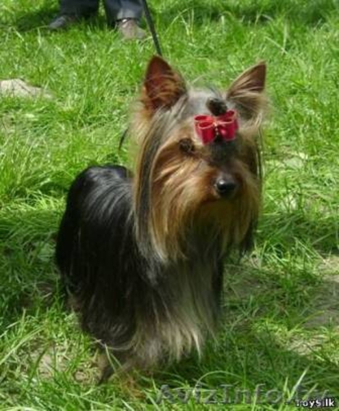 Готовятся к продаже щенки йоркширского терьера - Изображение #2, Объявление #59804