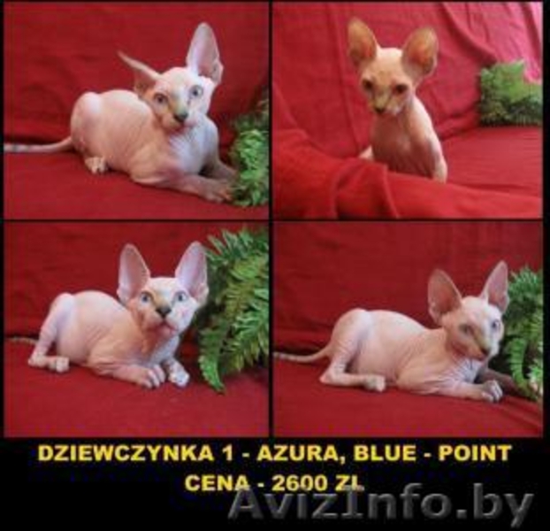 Продам канадского сфинкса - Изображение #2, Объявление #98922