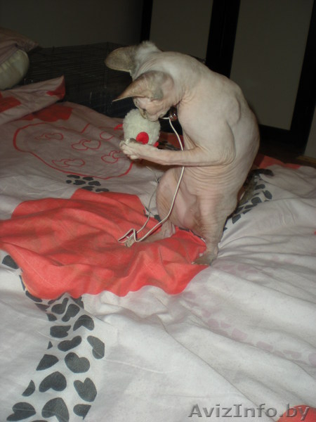 Продам канадского сфинкса - Изображение #3, Объявление #98922