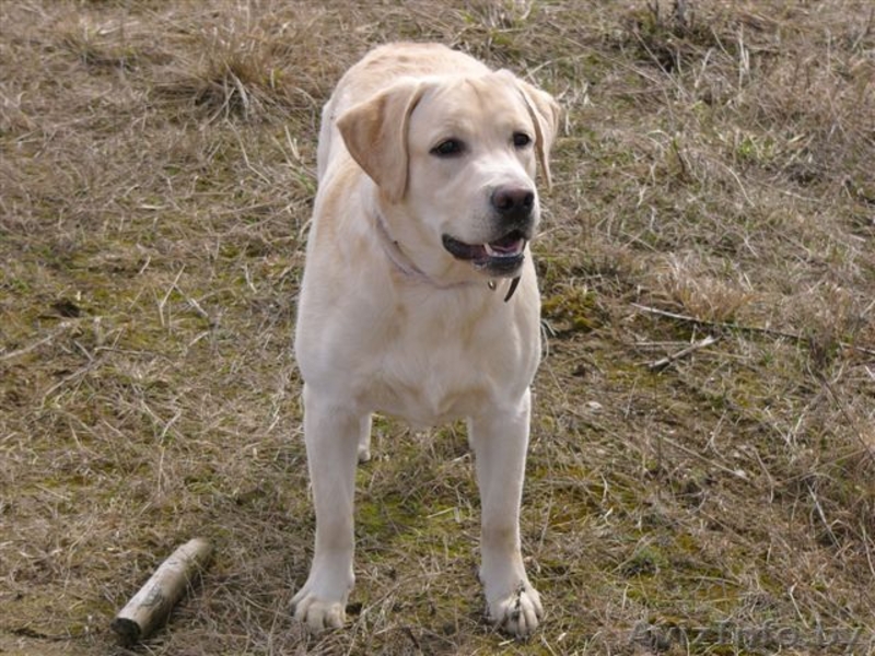 Предлагаеться для вязки - Изображение #3, Объявление #108493