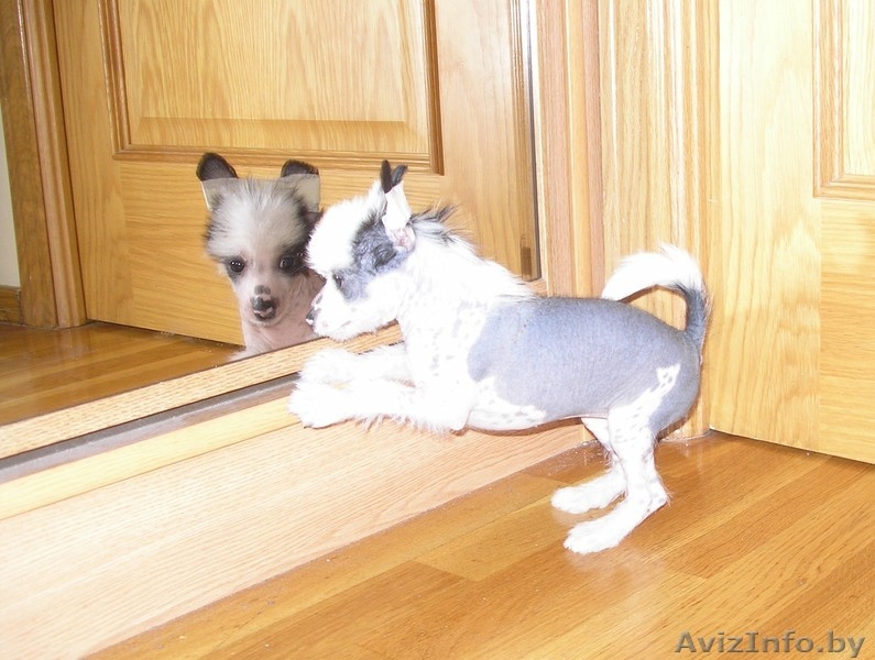 щенки китайской хохлатой от родителей-чемпионов - Изображение #2, Объявление #153839