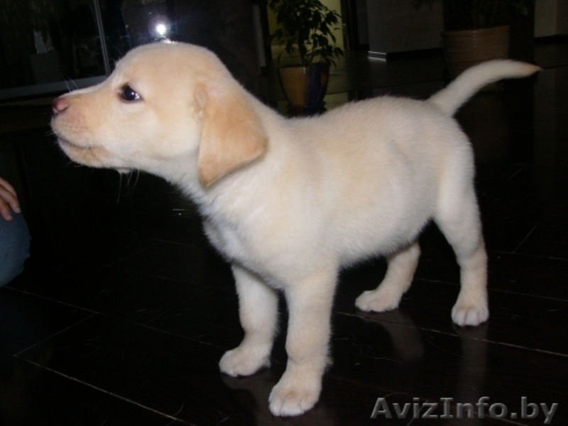 Продам щенка лабрадора-ретривера - Изображение #4, Объявление #250046