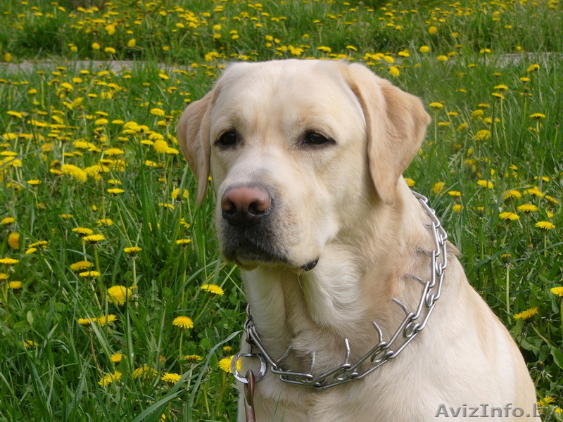 Предлагается для вязки лабрадор - Изображение #6, Объявление #255430