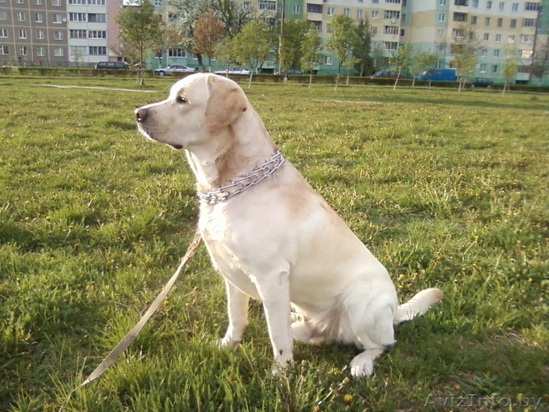 Предлагается для вязки лабрадор - Изображение #2, Объявление #255430