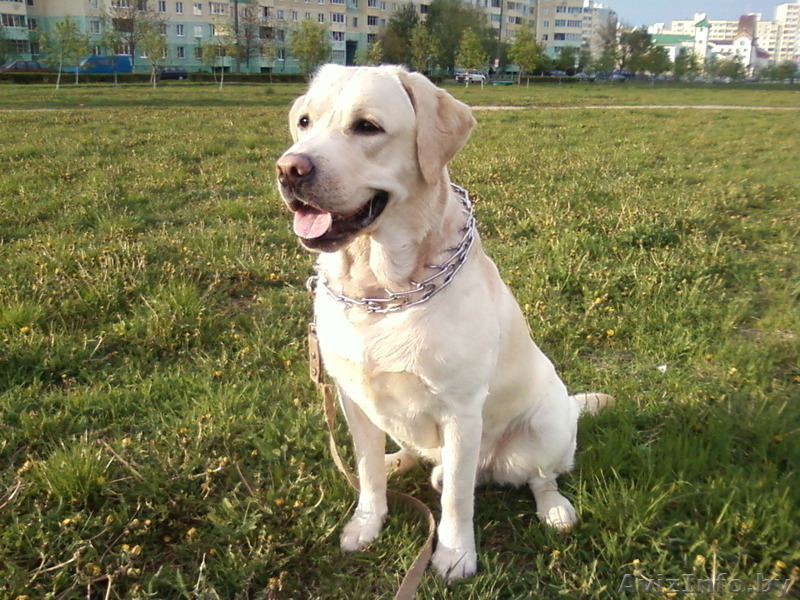Предлагается для вязки лабрадор - Изображение #3, Объявление #255430