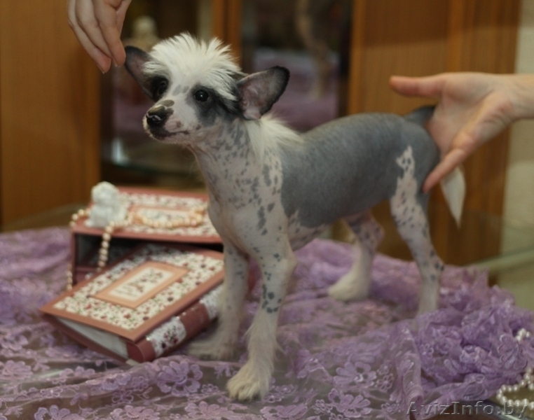 щенки китайской хохлатой от родителей-чемпионов - Изображение #3, Объявление #153839