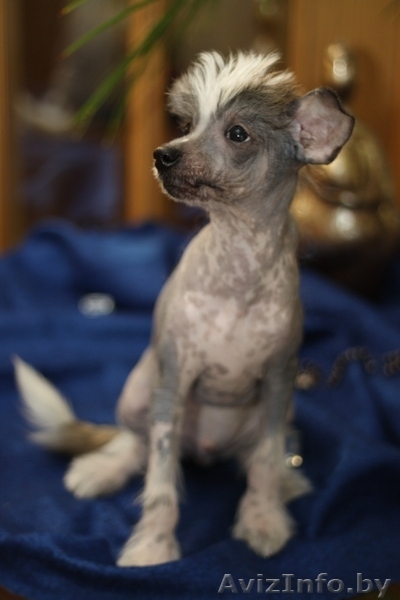 щенки китайской хохлатой от родителей-чемпионов - Изображение #6, Объявление #153839