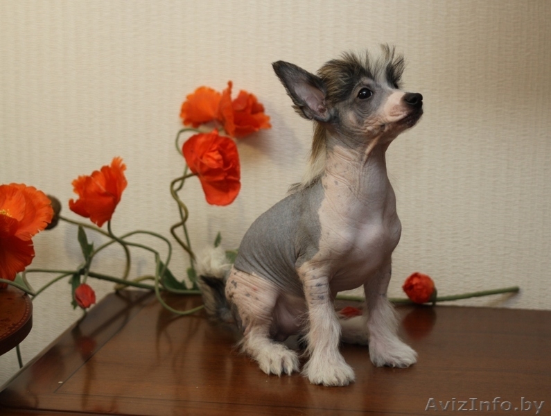 щенки китайской хохлатой от родителей-чемпионов - Изображение #7, Объявление #153839
