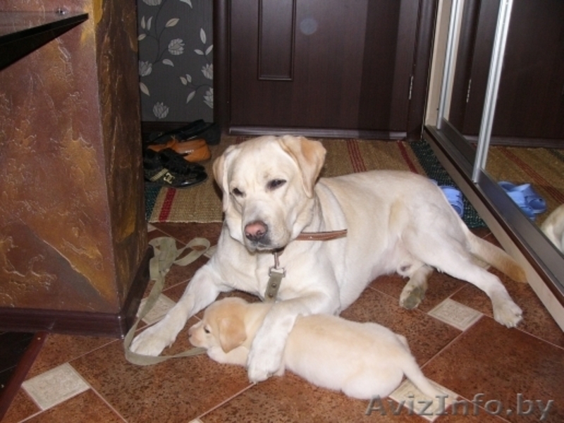 Продам щенка лабрадора-ретривера - Изображение #3, Объявление #250046
