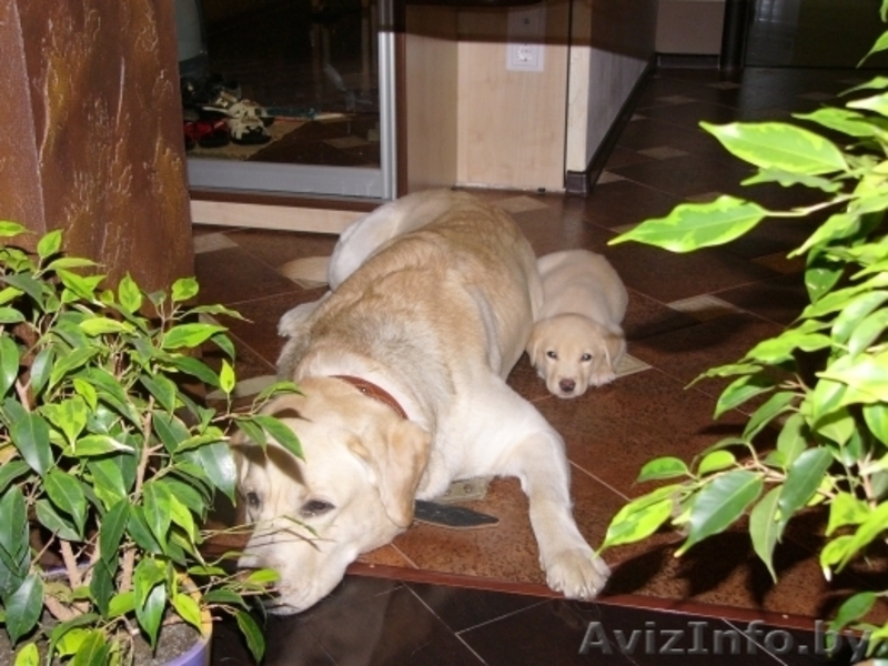 Продам щенка лабрадора-ретривера - Изображение #2, Объявление #250046