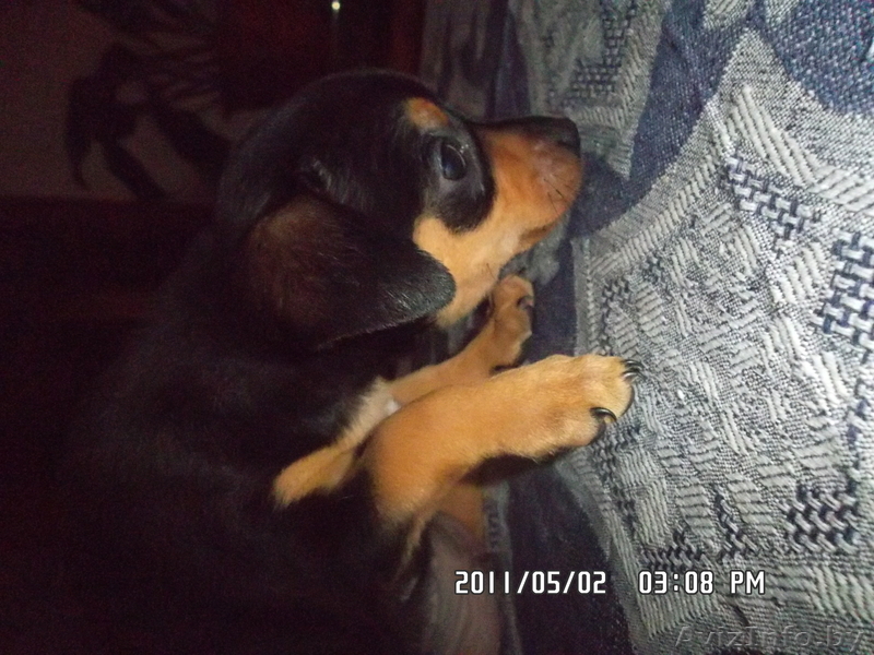 ПРОДАМ ЩЕНКОВ ТОЙ-ТЕРЬЕРА - Изображение #2, Объявление #260309