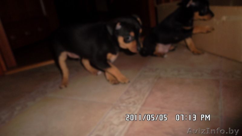 ПРОДАМ ЩЕНКОВ ТОЙ-ТЕРЬЕРА - Изображение #3, Объявление #260309