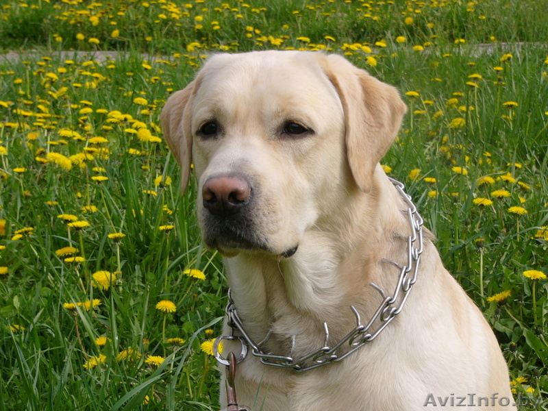 прекрасные щенки лабрадора - Изображение #4, Объявление #281293