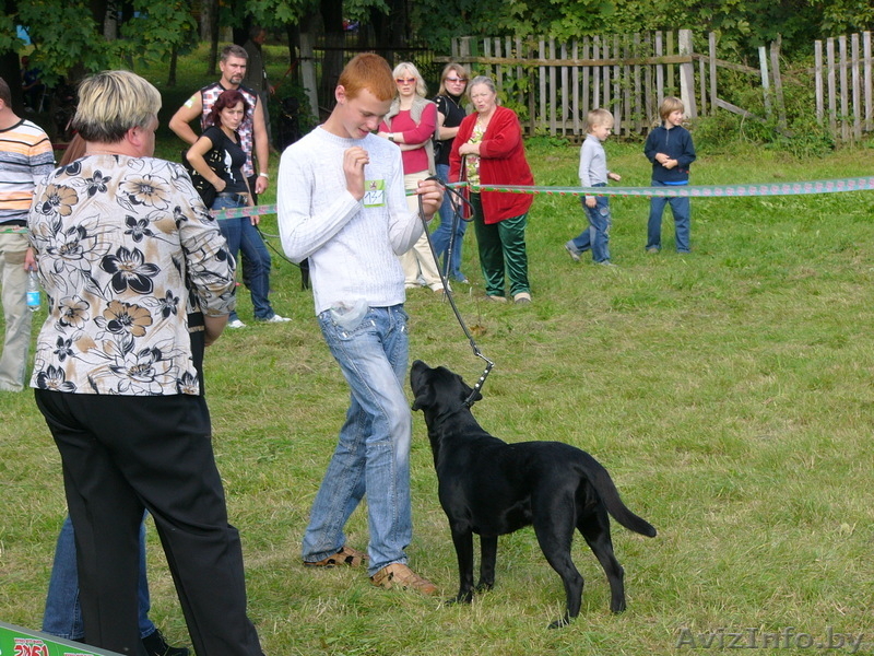 прекрасные щенки лабрадора - Изображение #3, Объявление #281293