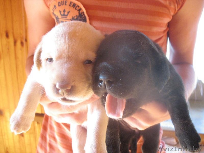 прекрасные щенки лабрадора - Изображение #1, Объявление #281293