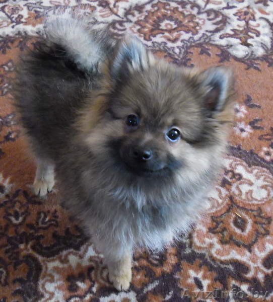 Щенок малого немецкого шпица мальчик  - Изображение #1, Объявление #312789