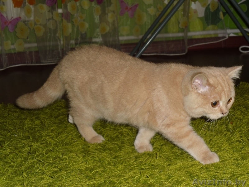 Шикарный британский мальчик с документами - Изображение #2, Объявление #473084