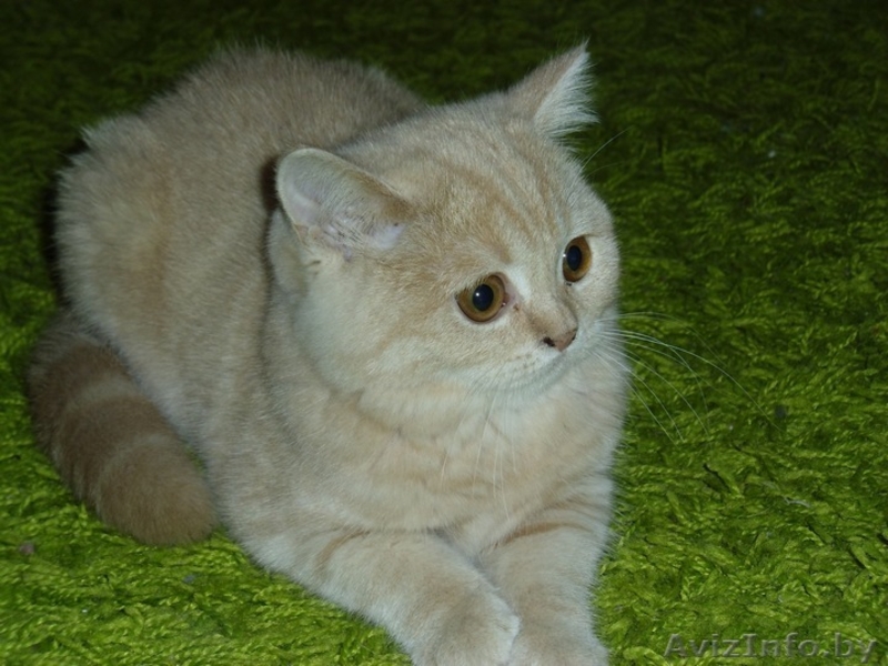 Шикарный британский мальчик с документами - Изображение #1, Объявление #473084