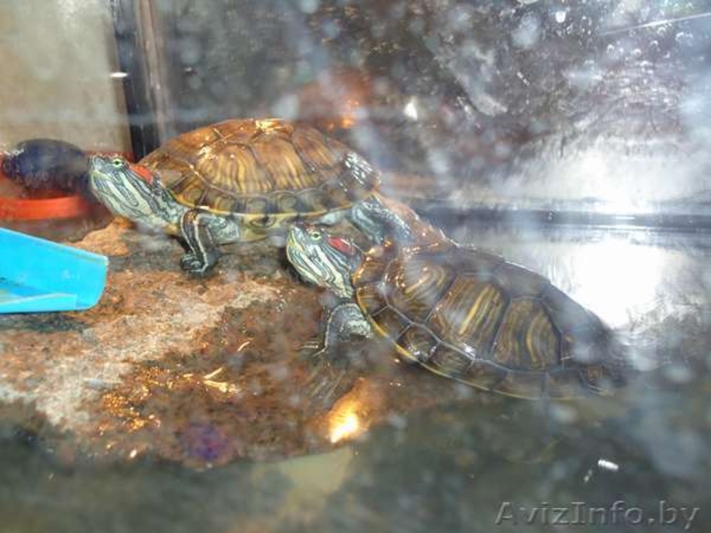 Продам черепах красноухих - Изображение #2, Объявление #506292