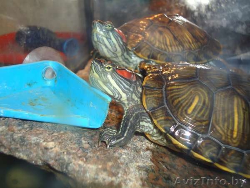Продам черепах красноухих - Изображение #1, Объявление #506292