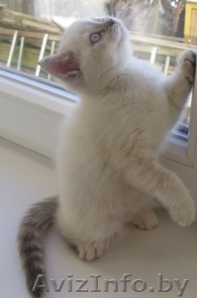 Милые британские котята - Изображение #3, Объявление #496552