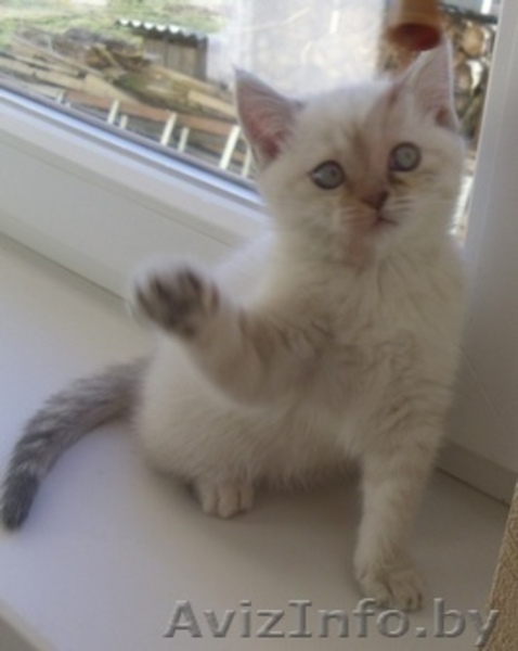 Милые британские котята - Изображение #2, Объявление #496552