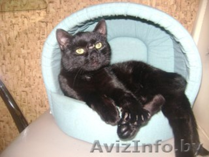 Котик Шахтер ищет хозяев!!! - Изображение #1, Объявление #523283