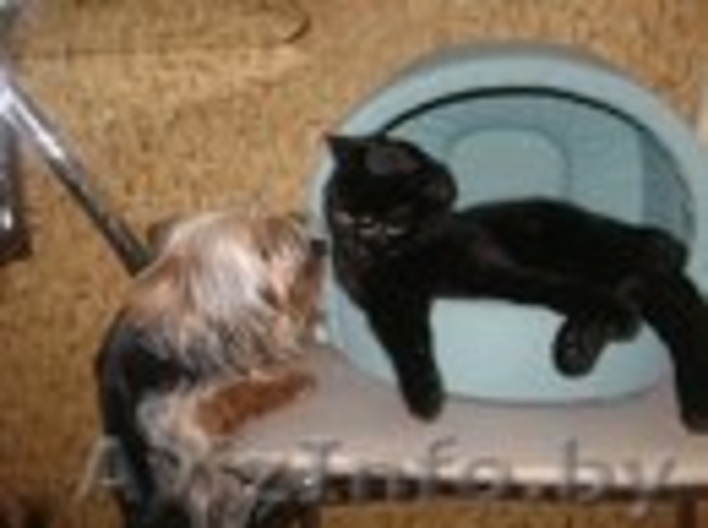 Котик Шахтер ищет хозяев!!! - Изображение #2, Объявление #523283