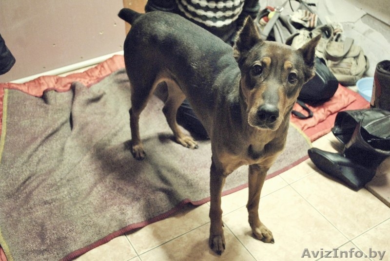 девочка породы доберман ищет хозяев!!! - Изображение #3, Объявление #529735
