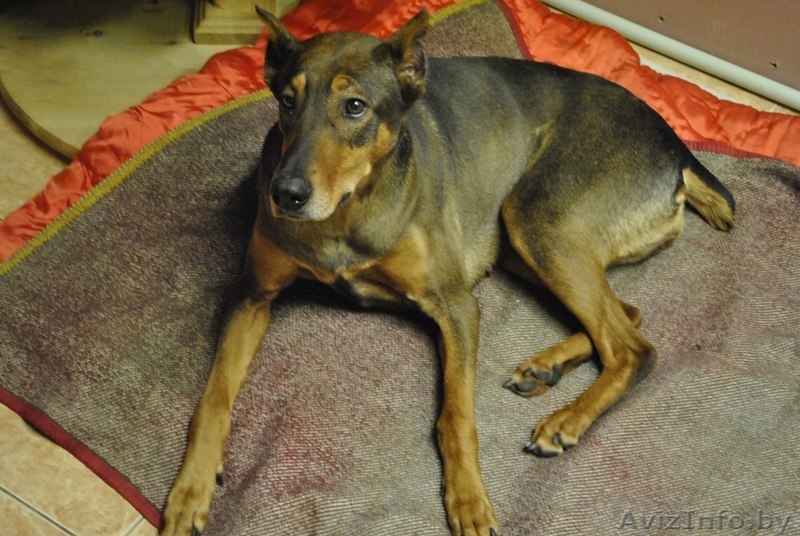 девочка породы доберман ищет хозяев!!! - Изображение #2, Объявление #529735