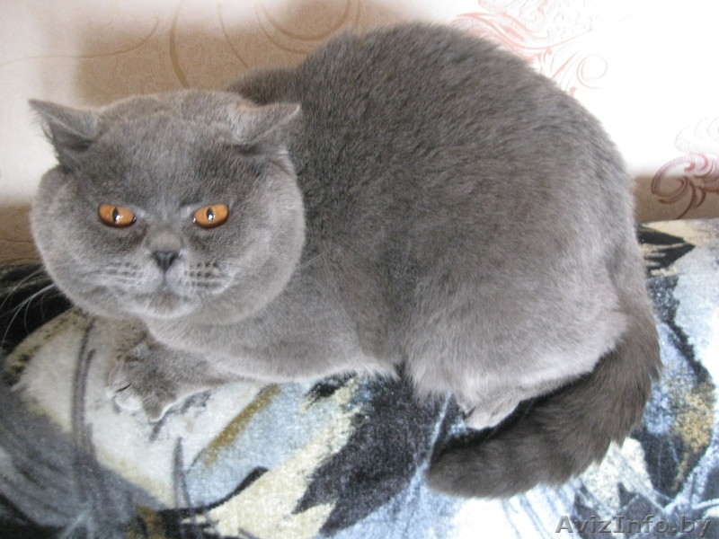 Ищем кошечку для случки - Изображение #1, Объявление #748968