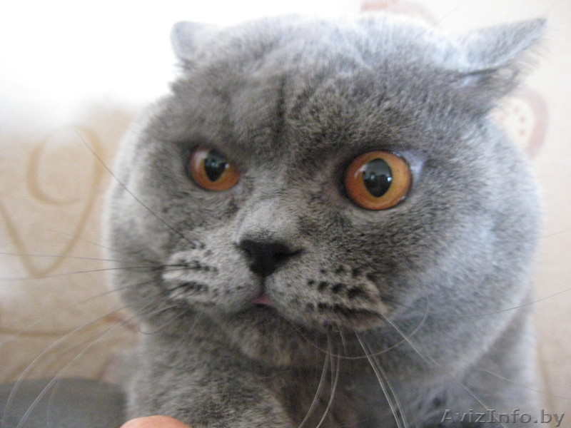 Ищем кошечку для случки - Изображение #2, Объявление #748968