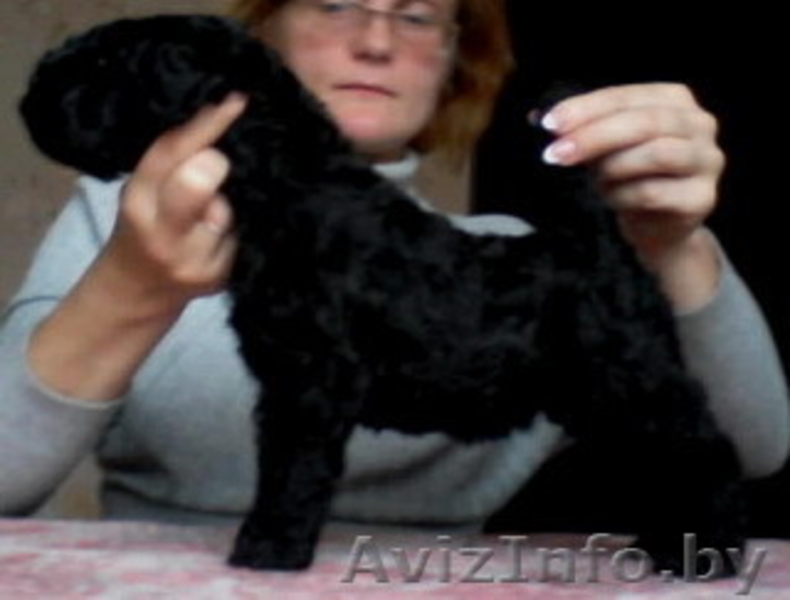 керри=блю-терьер - Изображение #3, Объявление #787448